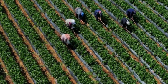 Tarımda gübre maliyeti yüzde 63,56 arttı