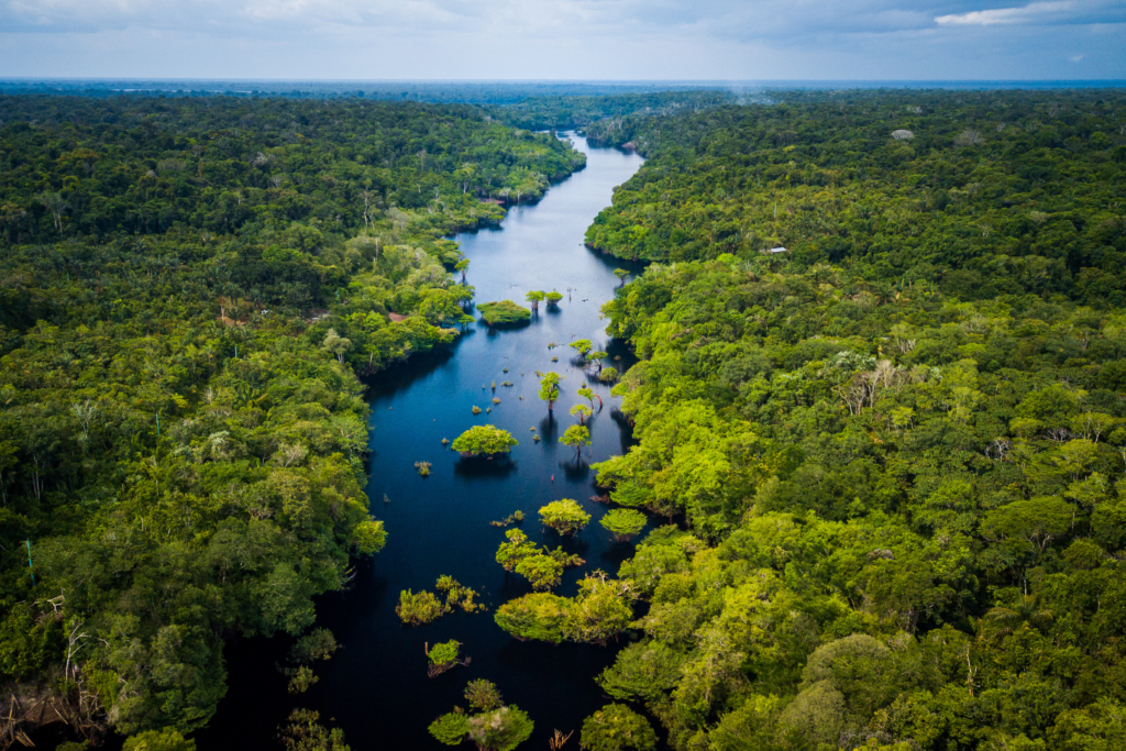 Aerial view of the Amazonia rainforest and blackwater river near Novo Airão City with flooded trees and lush tropical canopy