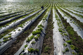Biyoçözünür Plastiklerin Çevresel Etkileri Mikroplar ile Araştırılıyor